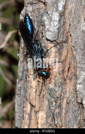 Stahl- blau Cricket Hunter, Chlorion aerarium, bei einer SAP-flow auf schwarze Weide, Salix nigra Stockfoto