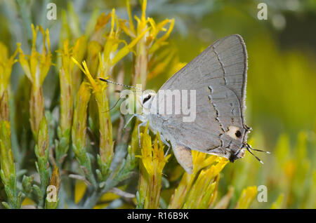 Grau Hairstreak, Strymon melinus, abweichende Farbe Form auf Gummi, Chrysothamnus nauseosus rabbitbrush Stockfoto