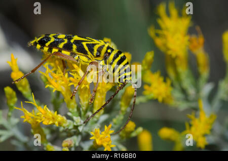 Heuschrecken Borer, Megacyllene robiniae, auf Gummi, rabbitbrush Chrysothamnus nauseosus Stockfoto