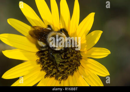 Morrisons Bumble Bee, Bombus morrisoni, Sonnenblume, Helianthus sp. Stockfoto