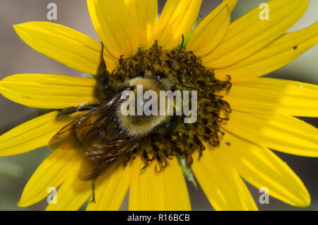 Morrisons Bumble Bee, Bombus morrisoni, Sonnenblume, Helianthus sp. Stockfoto