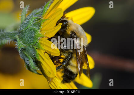 Morrisons Bumble Bee, Bombus morrisoni, Sonnenblume, Helianthus sp. Stockfoto