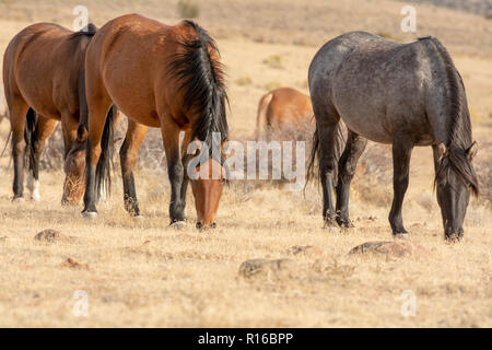 Grau wilde Mustang in einer Wüste in Nevada, USA, Weiden zusammen mit seinen braunen Stuten Stockfoto