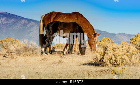 Eine braune wilde Mustang Stute und seine schwarzen Colt eine Wüste in Nevada, USA, Beweidung, Seitenansicht Stockfoto