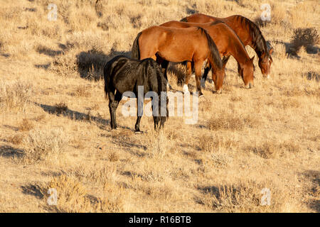 Schwarze wilde Mustang in einer Wüste in Nevada, USA, Anzeichen, in einem Kampf, mit drei seiner braunen Stuten Stockfoto