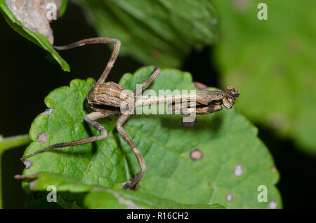 Texas Einhorn Mantis, Phyllovates chlorophaea, Nymphe Stockfoto