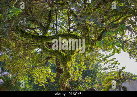 Sonne scheint auf einen alten Baum lomboy duhat Syzygium cumini in einem ruhigen Sommer Stimmung Stockfoto