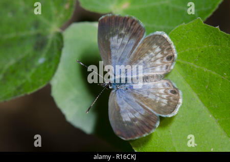 Cassius Blau, Leptotes Cassius, Weiblich Stockfoto