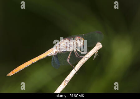 Roseate Skimmer, Orthemis spectabilis, unreifen männlichen Stockfoto