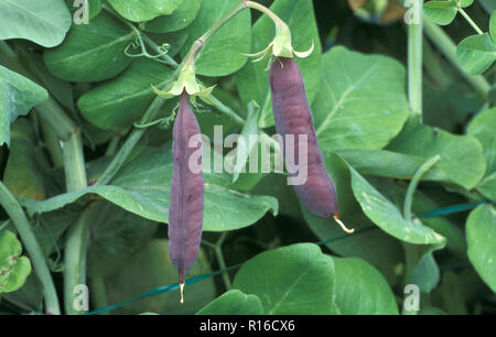 PEA 'BLUE POD CAPUCIJNERS' (PISUM SATIVUM VAR. Atropurpurea) Hülsen auf BUSH Stockfoto