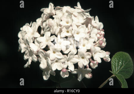 NAHE AUFNAHME DES BLÜTENKOPFS VON VIBURNUM X BURKWOODII 'FULBROOK'. Stockfoto