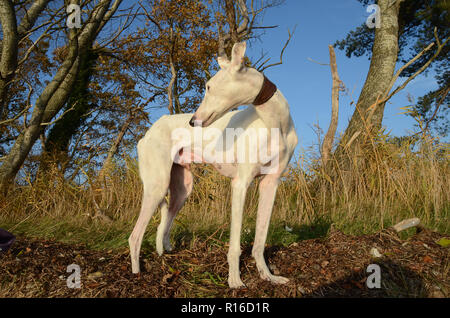 Weiß Podenco Hund steht im Herbst - farbige Natur. Stockfoto