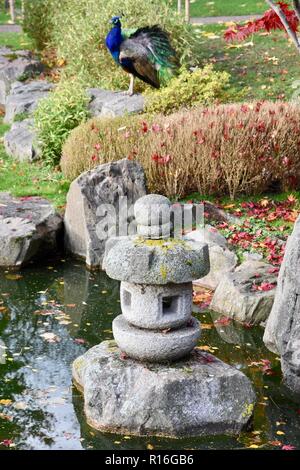 Peacock, UK Wetter sonnig in London, japanische Kyoto Garden, Holland Park, Kensington, London, Großbritannien Stockfoto