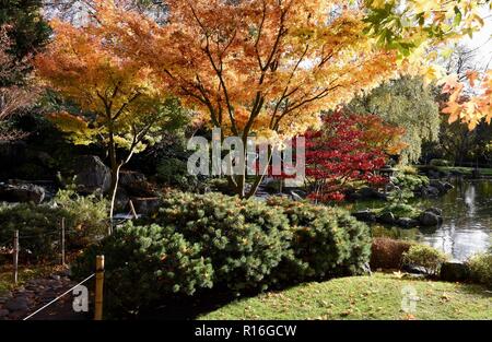 London, Großbritannien. 9 Nov, 2018. UK Wetter sonnig in London, japanische Kyoto Garden, Holland Park, Kensington, London.UK Credit: michael Melia/Alamy leben Nachrichten Stockfoto