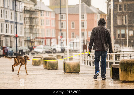 Aberystwyth Wales UK, 10/11/2018.de Wetter: Eine wilde, nassen und stürmischen Morgen in Aberystwyth, mit riesigen Wellen bei Flut entlang der Promenade und Meer Verteidigung der Küstenstadt auf die Cardigan Bay, West Wales. Ein Mann, der seinen Hund an der Promenade im Regen. Foto Keith Morris/Alamy leben Nachrichten Stockfoto