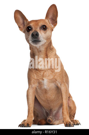 Zwergpinscher vor weißem Hintergrund sitzen Stockfoto