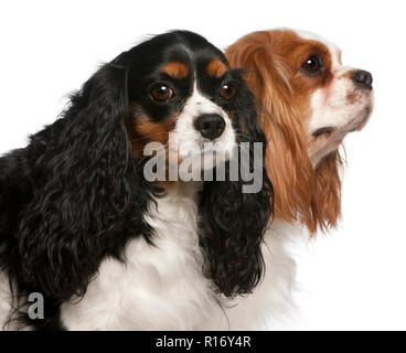 Nahaufnahme der Cavalier King Charles Spaniel, 2 und 3 Jahre alt, vor weißem Hintergrund Stockfoto