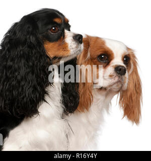 Nahaufnahme der Cavalier King Charles Spaniel, 2 und 3 Jahre alt, vor weißem Hintergrund Stockfoto