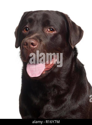 Labrador Retriever, 10 Monate alt, vor weißem Hintergrund Stockfoto