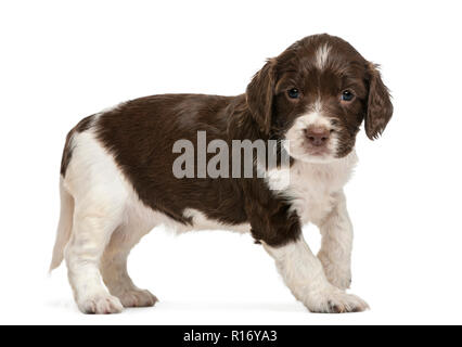 English Springer Spaniel, 5 Wochen alt, mit Blick auf die Kamera vor weißem Hintergrund Stockfoto