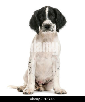 English Springer Spaniel saßen und auf die Kamera vor weißem Hintergrund Stockfoto
