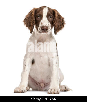 English Springer Spaniel saßen und auf die Kamera vor weißem Hintergrund Stockfoto