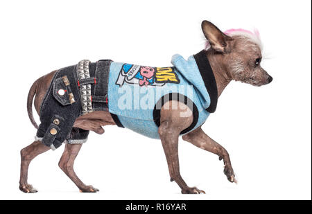 Seitenansicht der Chinesischer Schopfhund, 6 Jahre alt, bekleidet mit rock n roll kleidung und Mohawk vor weißem Hintergrund Stockfoto