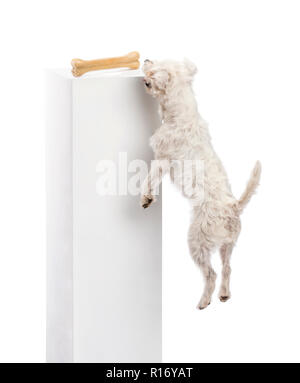 Parson Russell Terrier springen einen Knochen auf ein Podest vor weißem Hintergrund zu erreichen. Stockfoto