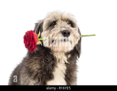 In der Nähe einer Kreuzung, 4 Jahre alt, eine rote Rose im Maul vor weißem Hintergrund Stockfoto