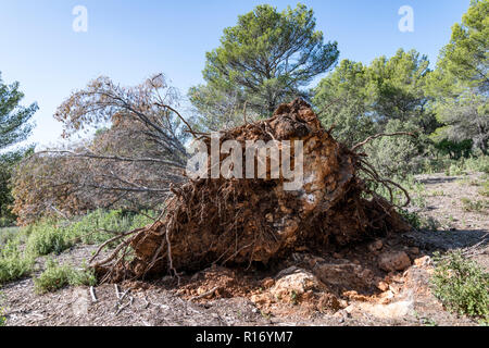 Wurzeln mit Sand der Toten entwurzelte Kiefer in einem Wald im Süden von Frankreich, Europa Stockfoto