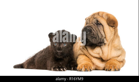 Shar Pei Welpen und schwarzer Leopard cub unten neben einander liegen, isoliert auf weißem Stockfoto