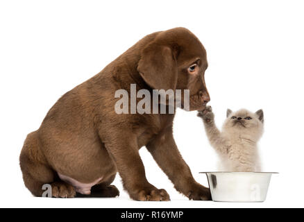 Sitzung Labrador Retriever Welpen auf eine Britisch Langhaar Kätzchen bei einem Hund Schüssel sitzt, 2 Monate alt, isoliert auf weißem Stockfoto