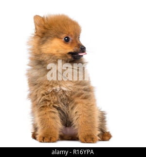 Pomeranian Welpe, 2 Monate alt, sitzt, weiß, isoliert Stockfoto
