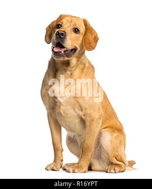 Labrador Retriever, 1 Jahr alt, Sitzen und keuchend, isoliert auf weißem Stockfoto