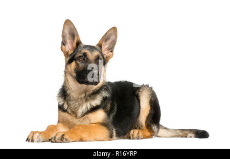 Junge Deutsche Schäferhund liegend, Weg suchen, 6 Monate alt Stockfoto