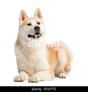 Akita Inu, 2 Jahre alt, Lüge und keuchend, isoliert auf weißem Stockfoto