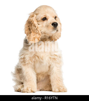 American Cocker Spaniel Welpen sitzen und starrte, 4 Monate alte, isoliert auf weißem Stockfoto