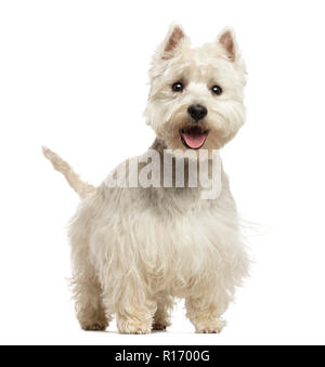 West Highland White Terrier keuchend, schauen, glücklich, 18 Monate alt, weiß, isoliert Stockfoto