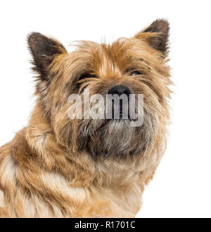 Nahaufnahme eines Cairn Terrier, auf weissem isoliert Stockfoto