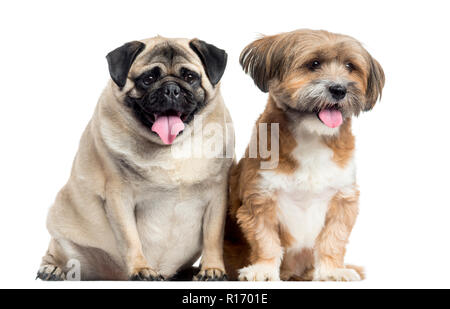 Zwei Hunde sitzen und keuchend, isoliert auf weißem Stockfoto