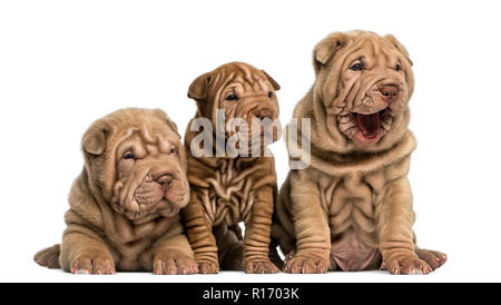Vorderansicht des Shar Pei Welpen in einer Reihe sitzen, isoliert auf weißem Stockfoto