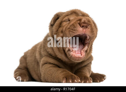 Shar Pei Welpe liegend, Gähnen, isoliert auf weißem Stockfoto