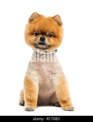 Pomeranian Hund trägt ein Halsband gepflegt, saßen und in die Kamera Stockfoto