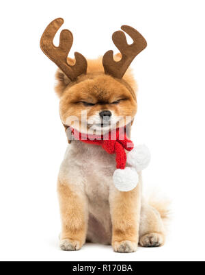 Pomeranian Hund sitzen und tragen Rentier Geweih Kopfband und ein Weihnachten schal Präparierte Stockfoto