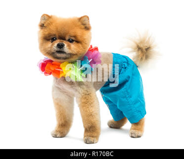 Pomeranian Hund in Shorts und eine Hawaii Lei Präparierte Stockfoto