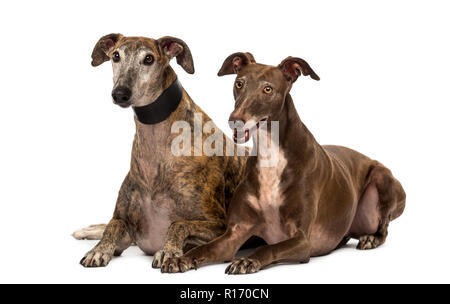Spanischen Galgos auf dem Boden liegend, isoliert auf weißem Stockfoto