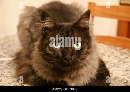 Ein dunkles Grau langhaarige Katze mit gelben Augen auf Sie auf der Suche Stockfoto