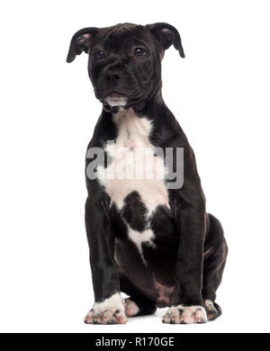 American Staffordshire Terrier Welpe (3 Monate alt) Stockfoto