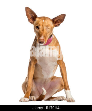 One-eyed Ibizan Hound (2 Jahre alt). Stockfoto