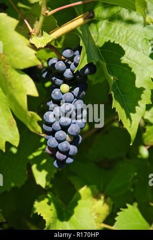 Ein Strauß roter Wein Trauben am Weinstock im Sommer Stockfoto